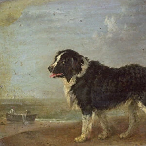 A Newfoundland dog on a seashore