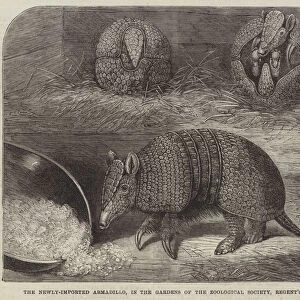 The Newly-Imported Armadillo, in the Gardens of the Zoological Society, Regents Park (engraving)