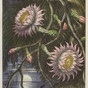 Night-flowering Cereus, Cactus Grandiflorus (engraving)