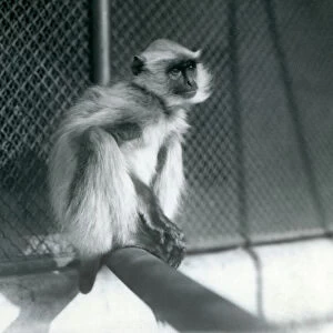 A Northern Plains Gray Langur sitting on a perch in its enclosure at London Zoo in 1928