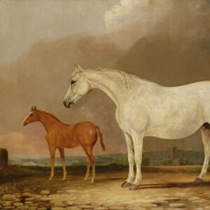 Old Bald Peg, a grey mare with foal