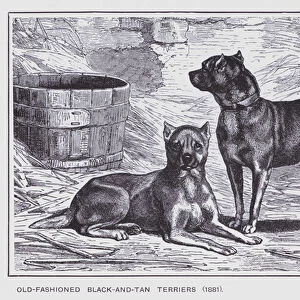 Old-Fashioned Black-and-Tan Terriers, 1881 (litho)