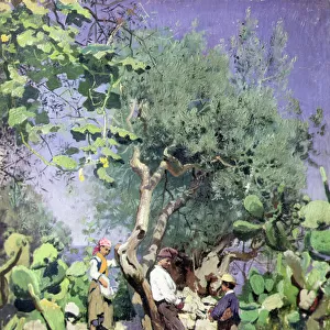 The Olive Harvest, 1884 (oil on canvas)