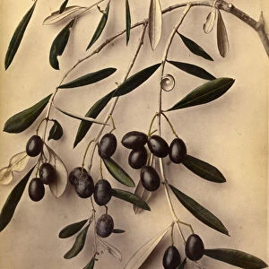 Olives, 1870s (albumen print)