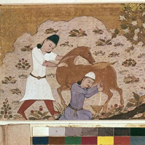 Onager Milking, late 15th century (watercolour, gouache, white colour, ink on paper)