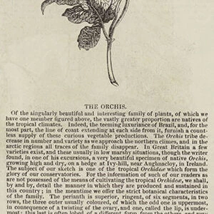 The Orchis (engraving)
