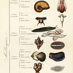 Orders of Molluscs
