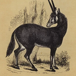 Oryx (colour litho)