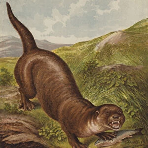 Otter (colour litho)
