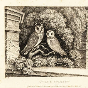 Two owls and a sparrow. 1811 (etching)