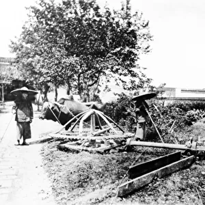 Ox-Driven Irrigation, China, c. 1870-80 (b / w photo)