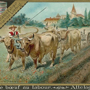 Oxen Pulling a Plough (chromolitho)