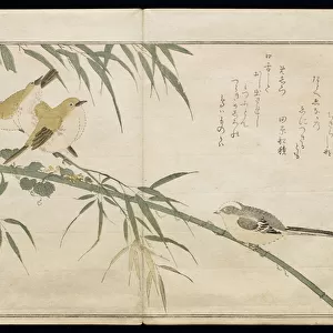 P. 332-1946 Vol. 2 f. 6 Long-tailed Tit and three White Eyes