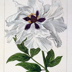 Paeonia suffruticosa, 1836 (hand-coloured engraving)