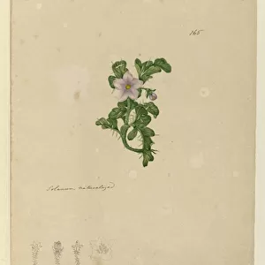 Page 165. Solanum naturalized, c. 1803-06 (w / c, pen, ink and pencil)