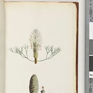 Page 20. Unnamed plant (Watling 456 / 391) (w / c)