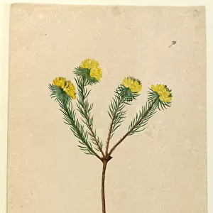 Page 70. Pultenaea stipularis, c. 1803-06 (w / c, pen, ink and pencil)