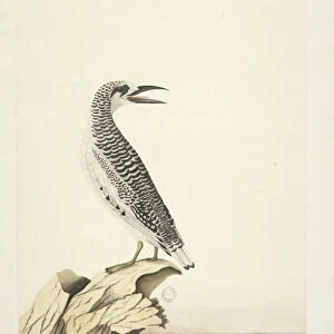 Page 99. Phaeton. in different hand A young Tropic Bird 1 / 2 of the natural size Red