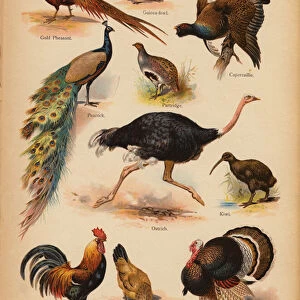 Page from The Little Folks Picture Natural History, c 1900 (chromolitho)