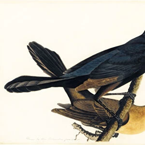 A Pair of Boat-Tailed Grackles (w / c, ink, pencil and pastel on paper)
