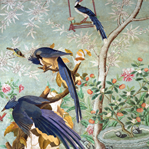 A pair of magpie jays cut from The Birds of America
