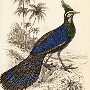 Palawan peacock-pheasant, Polyplectron napoleonis