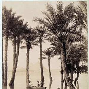 A palm grove at the foot of the pyramids of Egypt - photograph by the Zangali brothers