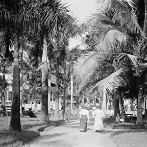 Palm walk, Havana, c. 1910 (b/w photo)