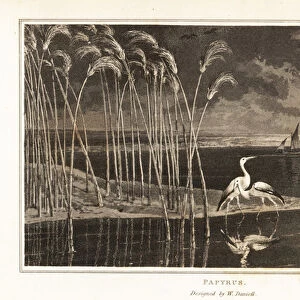 Papyrus grass growing on the edge of the Nile river. 1807 (aquatint)