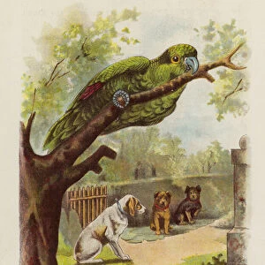 Parrot in a tree in a garden (chromolitho)