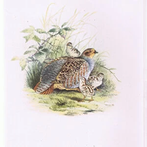 Partridge and chicks, Nature in Britain published by Collins, 1946 (colour litho)