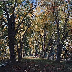 The path of the chestnut trees at the Chateau de Saint-Loup sur Thouet. 1883 (oil on canvas)