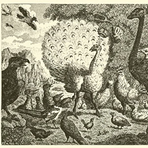 The peacock and the magpie (engraving)
