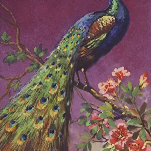 A peacock sitting in a tree with flowers. (chromolitho)