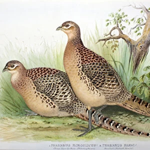 Phasianus mongolicus and Phasianus shawi, 1906-7 (w / c on paper)