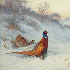 Pheasant in the snow, 1909 (pencil & w / c heightened with bodycolour & gum arabic on paper