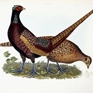 Pheasants (Male & Female), 1841 (hand-coloured engraving)