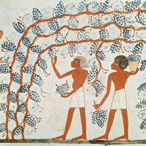 Picking grapes, from the Tomb of Nakht, New Kingdom (wall painting)