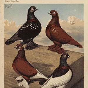 Pigeons: Flying Tumblers, Black Rose-Wing, Red Rose-Wing, Red Badge, Black Saddle (colour litho)