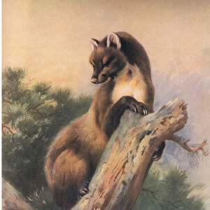 The Pine Marten, from Thorburns Mammals published by Longmans and Co, c