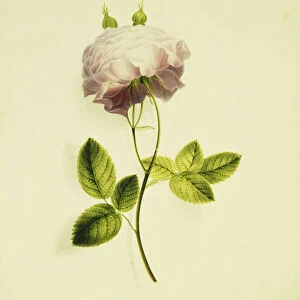 A Pink Rose, (pencil and watercolour)