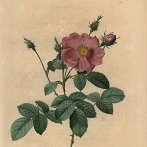 Pink rose, Rosa centifolia simplex