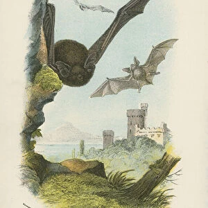 Pipistrelle or Common Bat