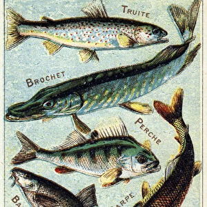 Plate 1: Trout, Pike, Perch, Barbeau, Carp, Crayfish. Engraving in "