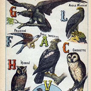 Plate 2: Bearded Gypaete, Sea Eagle, Falcon, Imperial Eagle, Owl, Vulture