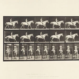 Plate 582. Walking; Saddle; Rider, 43, Nude; Light-Gray Horse Smith