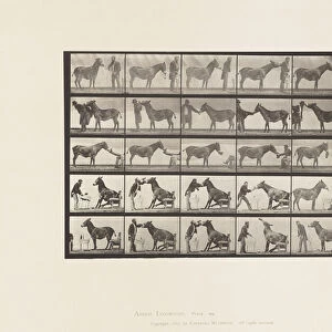 Plate 664. Mule; Various Performances; at a Table, etc. 1885 (collotype on paper)
