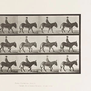 Plate 665. Ass; Walking; Bareback; a Boy Riding, Jennie, 1885 (collotype on paper)