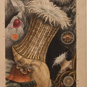 Plate II, study for Actinologia Britannica: A History of the British Sea Anemones