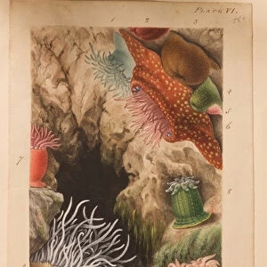 Plate VI, study for Actinologia Britannica: A History of the British Sea Anemones